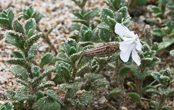 Silene succulenta subsp. corsica, Silene di Corsica
