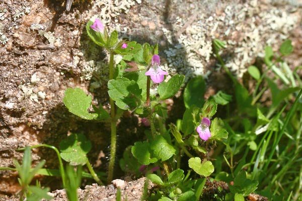 Stachys salisii, Stregona di Salis