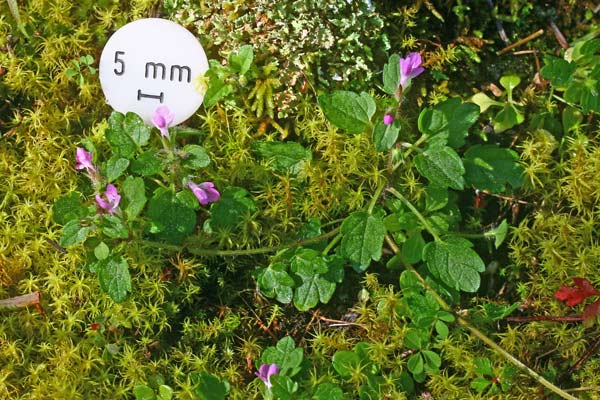 Stachys salisii, Stregona di Salis