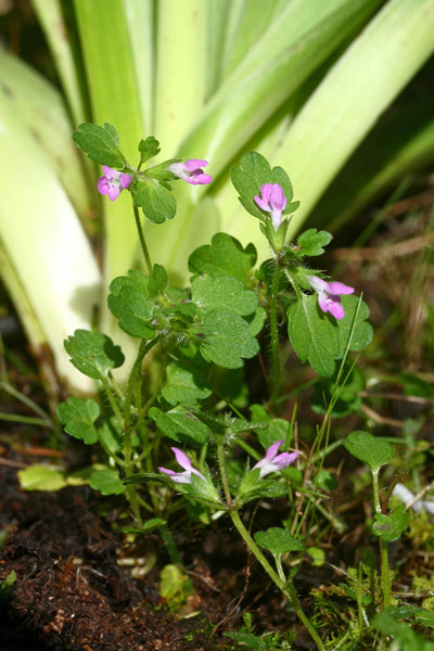 Stachys salisii, Stregona di Salis