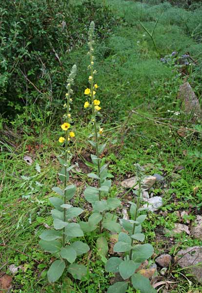 Verbascum conocarpum, Verbasco di Sardegna, Cadumbu, Trovodda