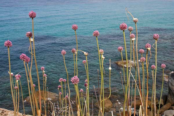 Allium commutatum, Aglio delle isole, Allu