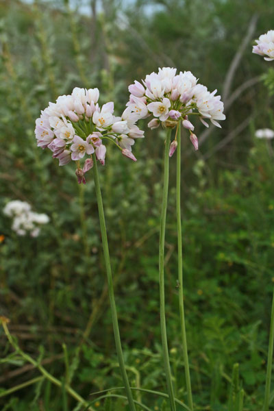 Allium roseum, Aglio roseo, Allu de carroga