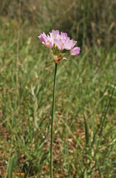 Allium roseum, Aglio roseo, Allu de carroga
