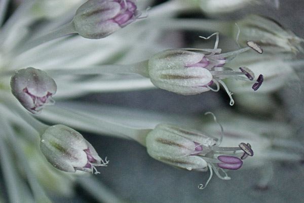 Allium sardoum, Aglio di Sardegna, Allu