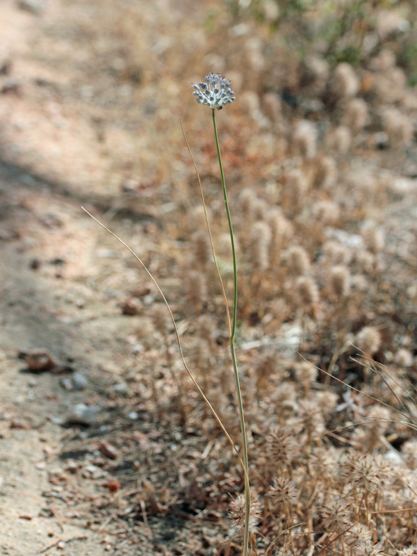 Allium sardoum, Aglio di Sardegna, Allu