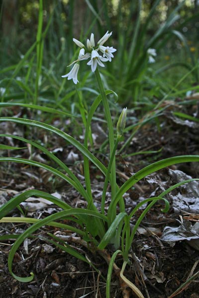 Allium triquetrum, Aglio triquetro, Aglio angolare, Appara, Porru de campu