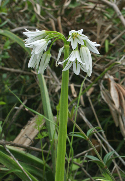 Allium triquetrum, Aglio triquetro, Aglio angolare, Appara, Porru de campu