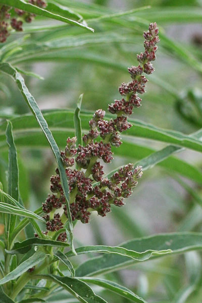 Amaranthus muricatus, Amaranto muricato, Amarantu
