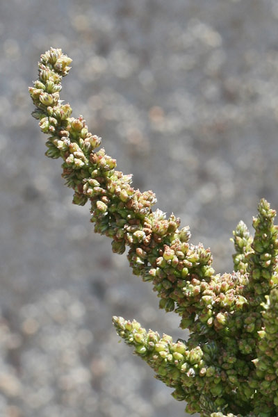 Amaranthus viridis, Amaranto verde, Amarantu