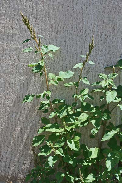 Amaranthus viridis, Amaranto verde, Amarantu