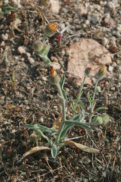 Andryala integrifolia, Lanutella, Lanutella comune, Andriala a foglie intere, Erba de passaidraxias, Erba de simbula, Erba simula
