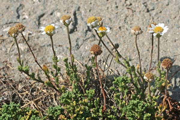 Anthemis secundiramea, Antemide costiera, Camomilla costiera