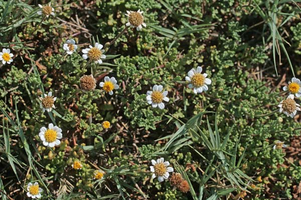 Anthemis secundiramea, Antemide costiera, Camomilla costiera