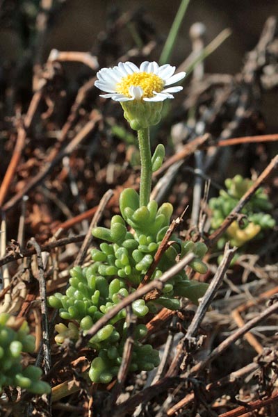 Anthemis secundiramea, Antemide costiera, Camomilla costiera