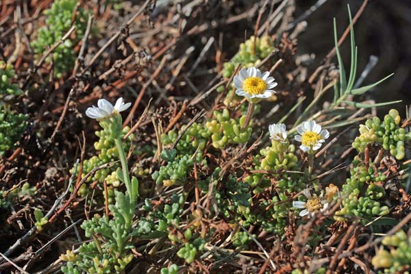 Anthemis secundiramea, Antemide costiera, Camomilla costiera