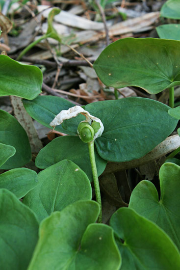 Arisarum vulgare, Arisaro, Gilico, Erba de pipas, Origa de lepuri
