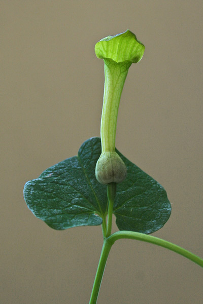Aristolochia navicularis, Croccoriga burda, Para e mongia, Sindriedda burda