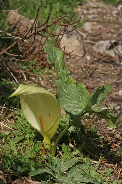 Arum italicum subsp. italicum, Erba biscia, Gigaro chiaro, Pan di serpe, Totorroiu, Varé de cucciu