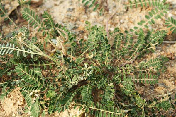 Astragalus hamosus, Astragalo falciforme