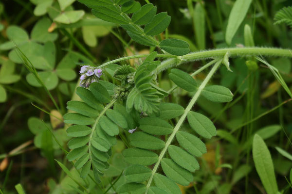 Astragalus pelecinus, Biserrula