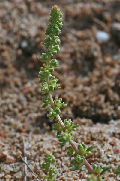 Beta vulgaris subsp. maritima, Bietola comune, Beda, Eda, Veda