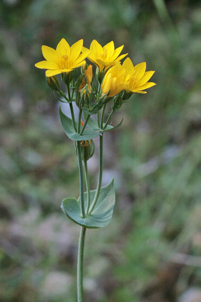 Blackstonia perfoliata, Centauro giallo, Centaurea groga