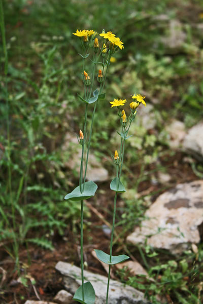 Blackstonia perfoliata, Centauro giallo, Centaurea groga