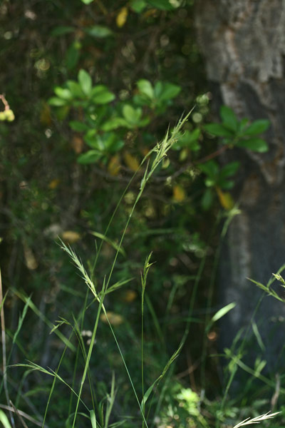 Brachypodium sylvaticum, Brachipodio delle foreste, Paleo silvestre