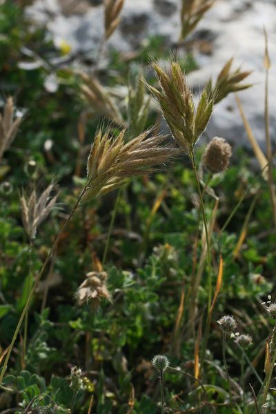 Bromus hordeaceus subsp. divaricatus, Forasacco mediterraneo, Forasacco molle