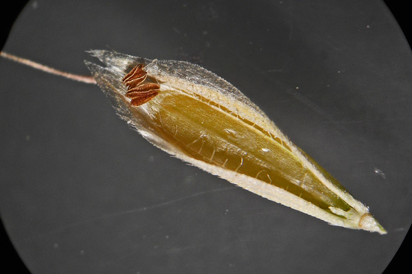 Bromus hordeaceus subsp. divaricatus, Forasacco mediterraneo, Forasacco molle