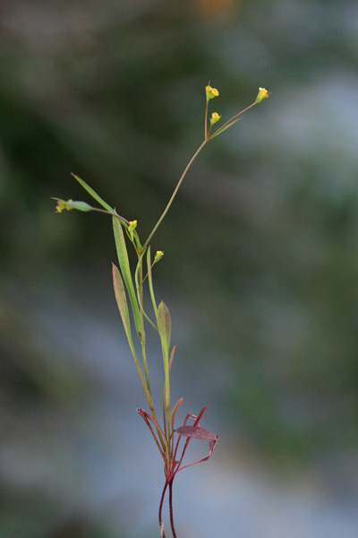 Bupleurum trichopodum, Bupleuro con stelo peloso