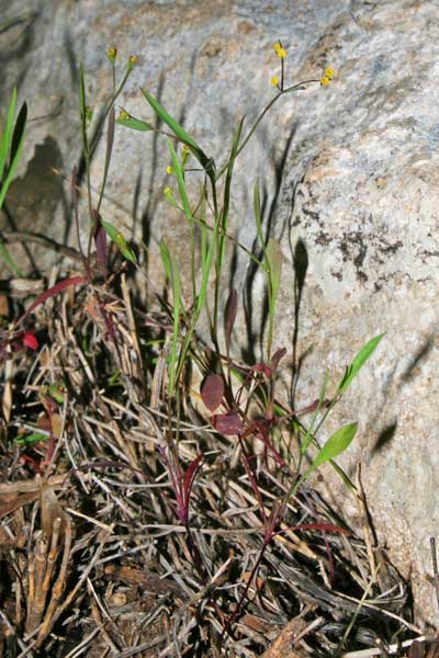 Bupleurum trichopodum, Bupleuro con stelo peloso