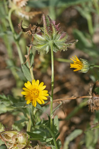 Calendula tripterocarpa, Fiorrancio trialato