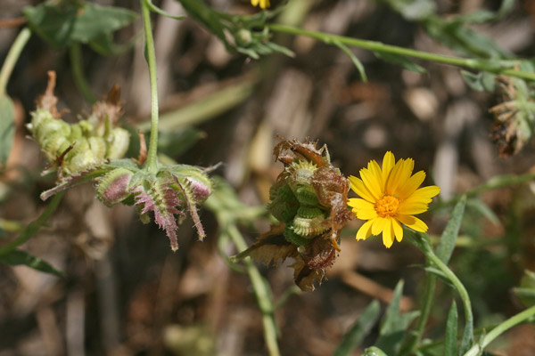 Calendula tripterocarpa, Fiorrancio trialato