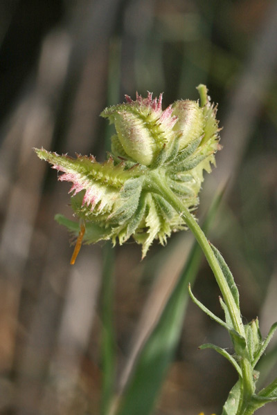 Calendula tripterocarpa, Fiorrancio trialato