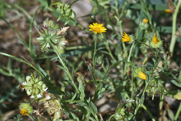 Calendula tripterocarpa, Fiorrancio trialato