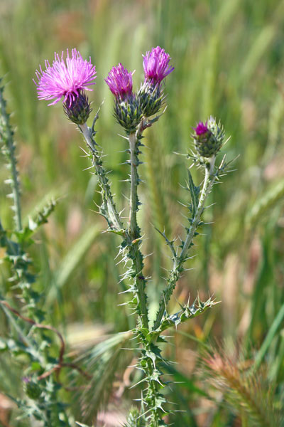 Carduus corymbosus, Cadru, Cardu