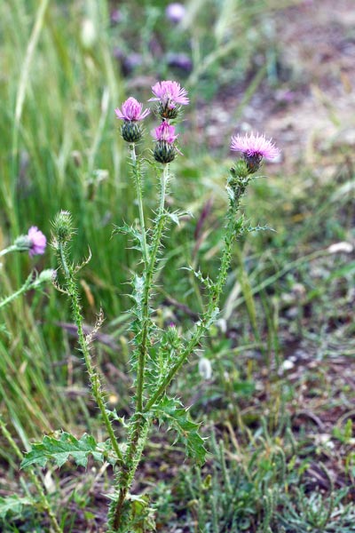 Carduus corymbosus, Cadru, Cardu
