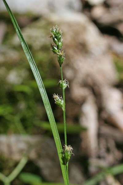 Carex divulsa, Carice separata