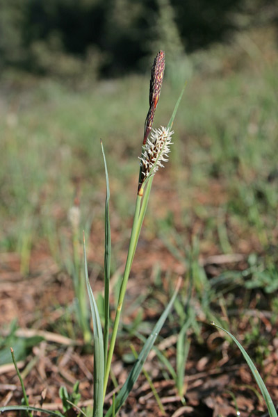 Carex flacca, Carice glauca