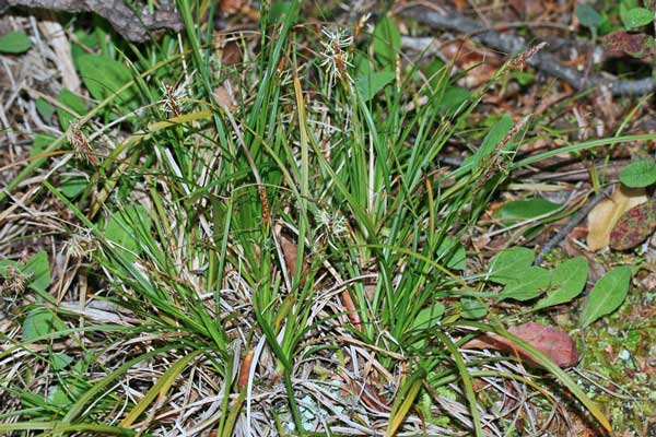 Carex halleriana, Carice di Haller