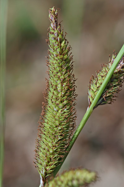 Carex hispida, Carice ispida