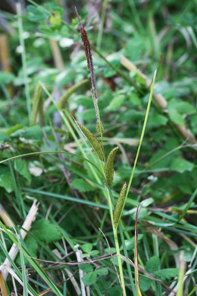 Carex hispida, Carice ispida