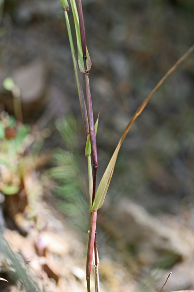 Castellia tuberculosa, Logliarello di Sardegna