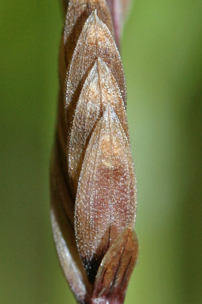 Castellia tuberculosa, Logliarello di Sardegna