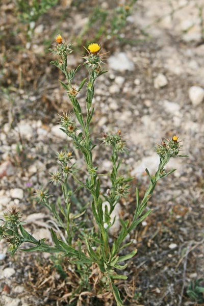 Centaurea melitensis, Fiordaliso maltese, Pani de molenti, Panimundu