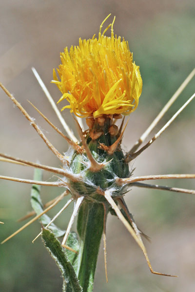 Centaurea solstitialis subsp. schouwii, Fiordaliso giallo