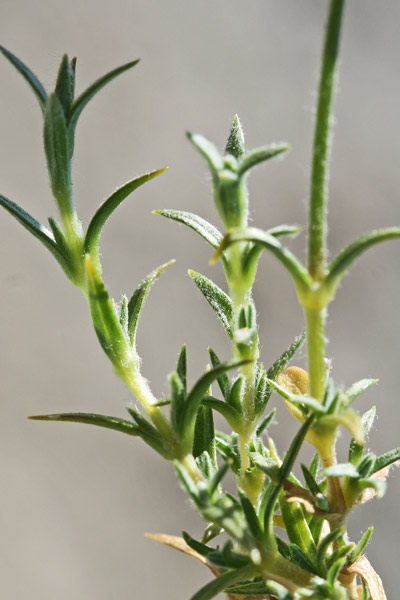 Cerastium boisserianum, Peverina di Gibilterra