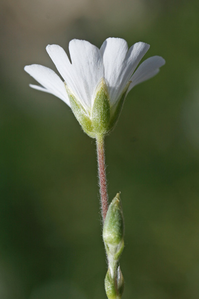 Cerastium boisserianum, Peverina di Gibilterra